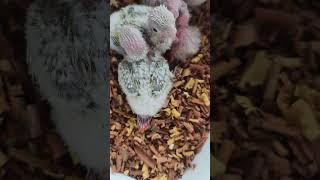 sun cheek conure#red fact#calicut#con 8590168590