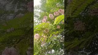 #viral Flowers   flower smells very good  #Viral short YouTube