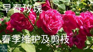 069【J&J花漾年華】玫瑰月季如何做春季修剪及维护？春季玫瑰正确剪枝才能开更多花？