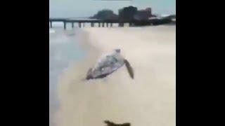 Flying turtle