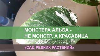 Монстера альба (вариегатная), распаковка. Новое растение в моем домашнем саду