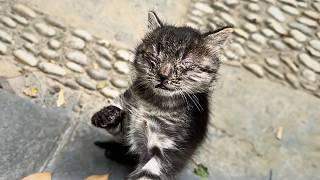 A kind stray brought the blind, sick kitten to a passerby who once fed her, trusting they'd help.️