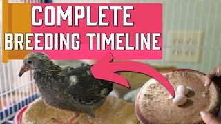 How To BREED Pigeons - Complete Timeline