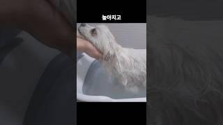 강아지 처음 데려왔을 때 절대 하면 안되는 행동 #반려견