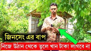 জিনসেং এর বাপ টাকা দিয়ে কিনতে হবেনা বাড়ির উঠান থেকে তুলে খান | আলম কবিরাজ