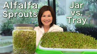 How to Grow Alfalfa Sprouts - Jar vs. Tray - Easy Method 发苜蓿芽