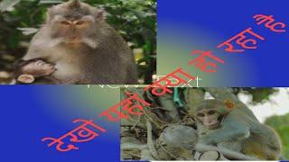# monkey #