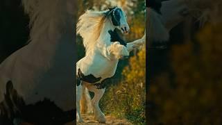 Кобыла породы тинкер Элуна #gypsycob #лошади #тинкер #тинкеры #gypsyvanner #irishcob #tinker