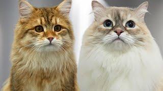 Two gorgeous Siberian Forest Cats with drastically different personalities 