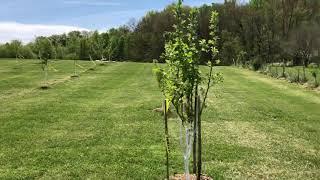 Spring works in the gardens of Pankivka ...- Whitewashing of trees.04/16/2021