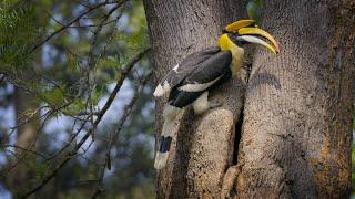 Why Trust is at the Heart of a Hornbill Couple’s Relationship