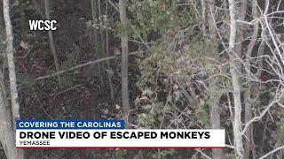 VIDEO: Escaped monkeys spotted in woods near South Carolina facility