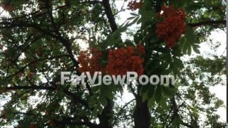 Branches of a mountain ash fluttering in the wind