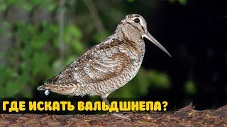 О Весеннем Вальдшнепе за 9 Минут. Весенняя охота на тяге.