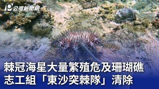 棘冠海星大量繁殖危及珊瑚礁 志工組「東沙突棘隊」清除｜20240818 公視晚間新聞