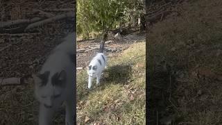 Beautiful Nature Cats. Can’t keep them inside even when we try. #nature #cats #beautiful
