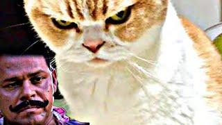 Inocent cat ser | cat Malayalam fun video | cat fun 2 |saratheditzz