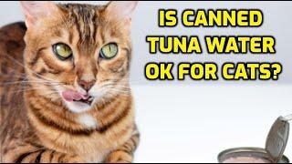 Can Cats Drink Tuna Spring Water?