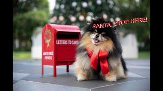 Waiting For Santa | Pomeranian Dog Gets Ready To See Santa