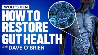 How To Restore Gut Health | Wolfpack Episode 11 with Dave O’Brien and Mark Ottobre