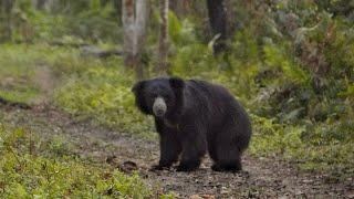 Sloth Bear in Kaziranga | a rare sighting #slothbear #kaziranga #junglesafari