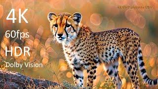 Cinematic picture of animals of the world - 4K HDR 60fps Dolby Vision - Interesting life of animals