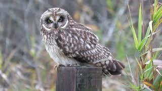 11/18/24 Short Eared Owl Kent Wa 2147-163