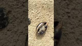 Living cowry shell in Hawaii #cowry shell #Hawaii #alive