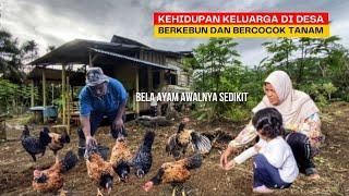 Beternak dan pelihara ayam di kebun awalnya cuma sedikit