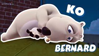 ‍️ BERNARD IS DEFEATED | Full Episodes | VIDEOS and CARTOONS FOR KIDS