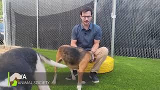 CHARLESTON ANIMAL SOCIETY'S SPECIAL PLAY YARDS