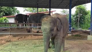 การถ่ายทอดสดของ Elephant  story สามสาวดาวซิ่ง