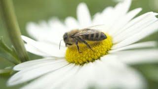 8 Practical Things You Can Do To Help The Bees