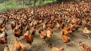 Free range chicken farming process for meat and eggs