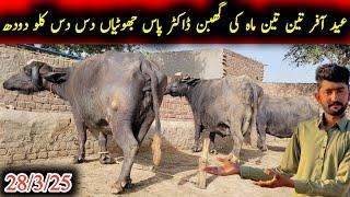Noorshah ki bakhri or ghabban dojan jhotiyan|نورشاہ کی باکھڑی اور گھبن جھوٹیاں|Earn from buffalo