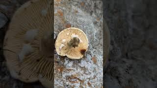 Latex Dripping from Milk Cap Mushroom. Cutting Milkcaps. Mushroom Foraging.