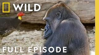 Turkey Takeover (Full Episode) | Secrets of the Zoo: Down Under