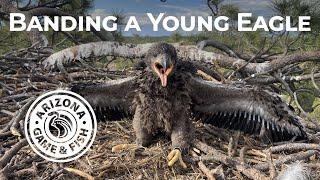 Banding a Bald Eagle Nestling