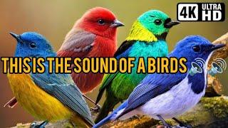 This birds sounds..#birds #video #trending #sound #animals #pigeon