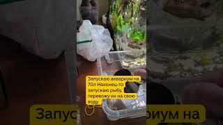 Процесс запуска аквариума на 70л: перевожу вновь купленных рыб на свою воду #aquascape #aquarium