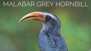 Malabar Grey Hornbill Call-horn bill sound-Malabar Grey Hornbill