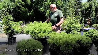 Mature Dwarf Conifers – Pinus Pine and Picea Spruce Dwarf Conifers