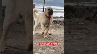 #anadoluaslanı #kangal #beraz