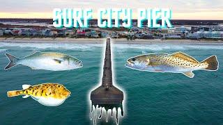 Fishing Surf City Pier | Topsail NC (Speckle Trout, Bluefish, Northern Puffer)