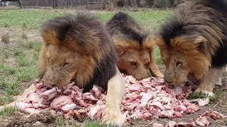 Antelope Park - Lions Feeding 3