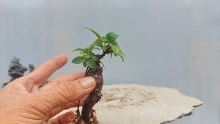 THÚ VUI CHƠI BONSAI BỜ TƯỜNG