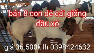 bán bầy dê cái giống 8 con giá 36.500k lh 0398424632