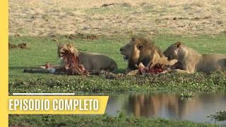 El regreso del león: La misión de ALERT para restaurar la manada africana (Episodio 1)