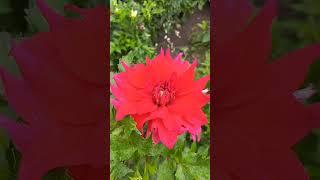 Ukrainian National Botanic Garden, Vydubichi,  Kyiv, Ukraine. 17.sept.2022. Georgines Flowers.
