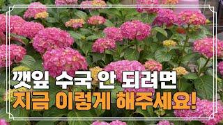 가을에 꼭 해줘야하는 수국 관리! | 수국 가을 삽목 할때 이거 주의하세요!! 실패없는 수국 삽목 방법, 수국 가을 관리법